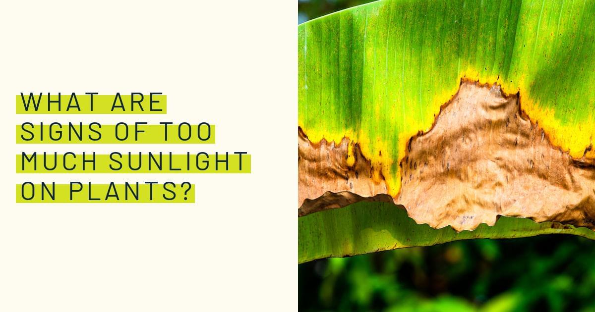 What are signs of too much sunlight on plants?