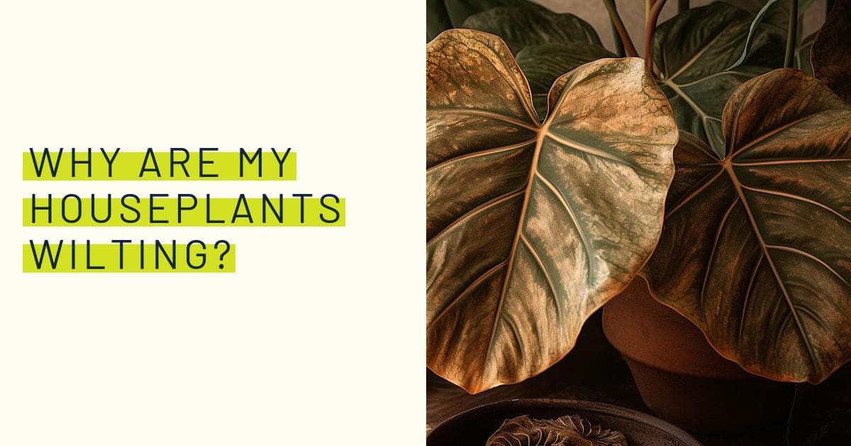 Why are my houseplants wilting?