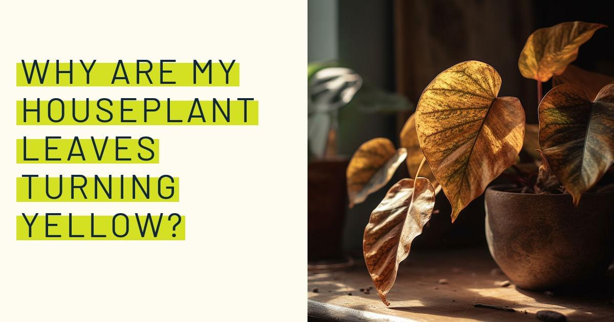 Why are my houseplant leaves turning yellow?
