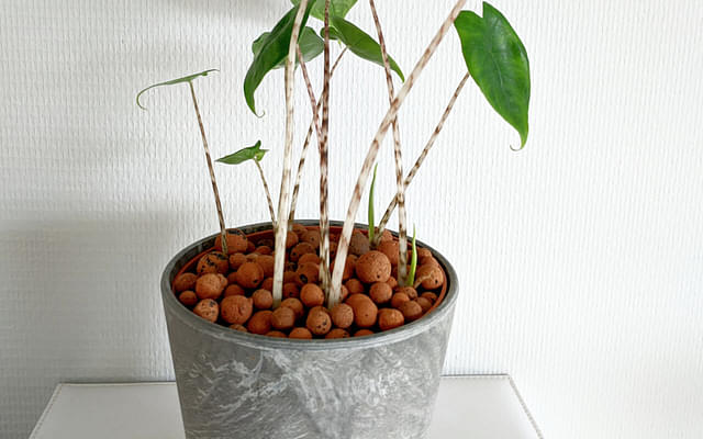 How to plant an Alocasia Zebrina in Leca
