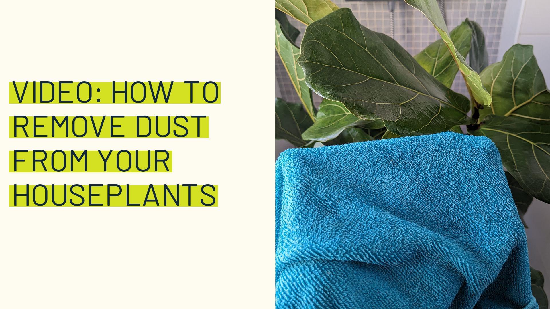 Video How to remove dust from your houseplants