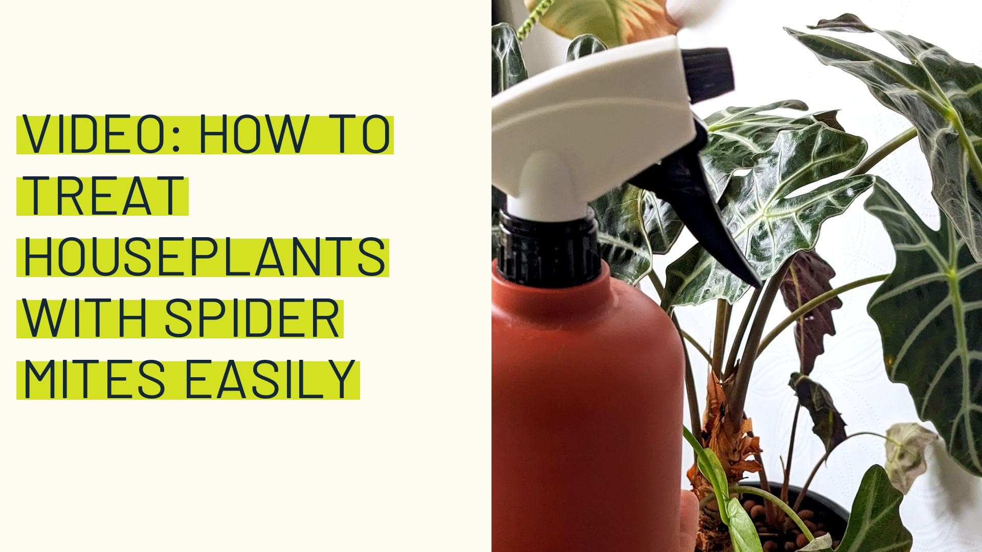 How To Treat Houseplants at Steven Shultz blog